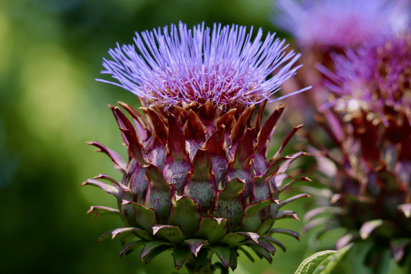 Artichoke extract antioxidant support for prostate and heart health