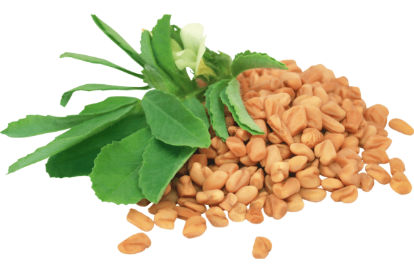 Fenugreek seeds support libido, testosterone and metabolism