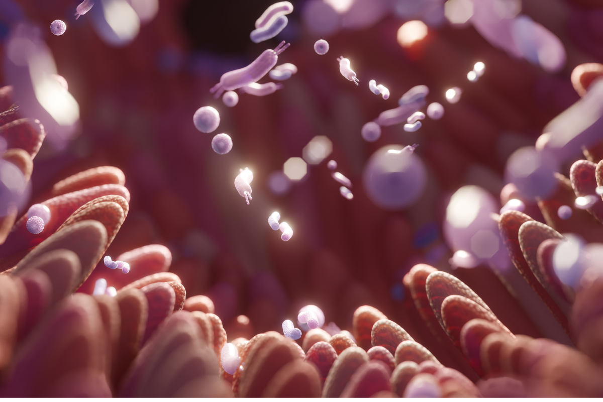 Gut microbiome balance and weight