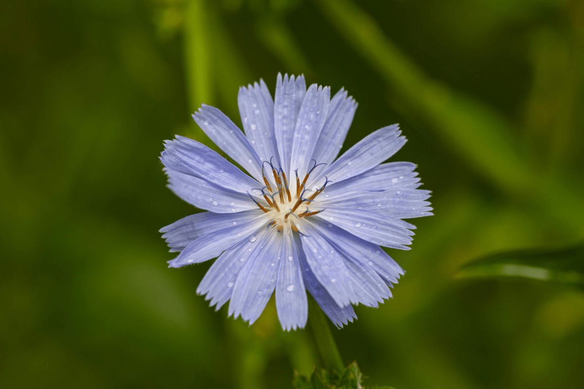 Inulin chicory root LeanBiome