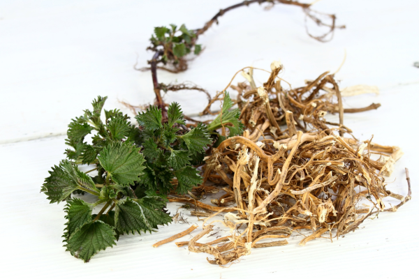 Nettle root for urinary comfort and prostate health