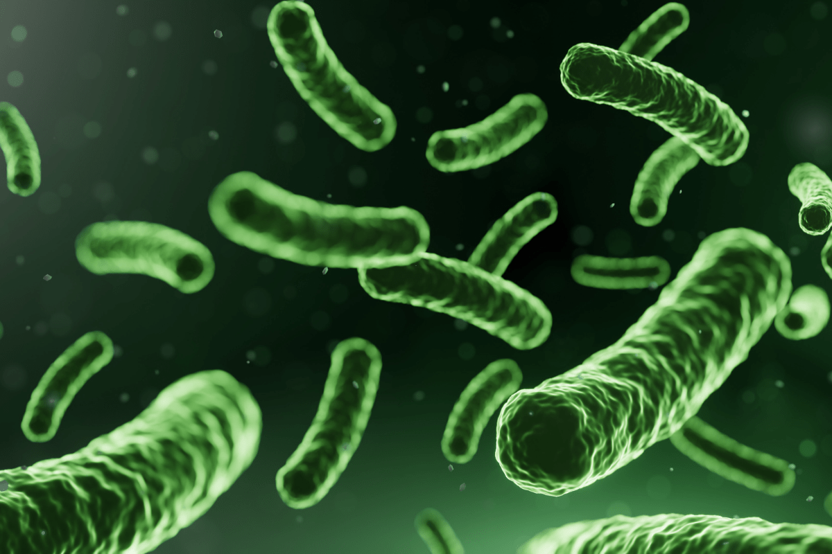 Probiotic strains in LeanBiome
