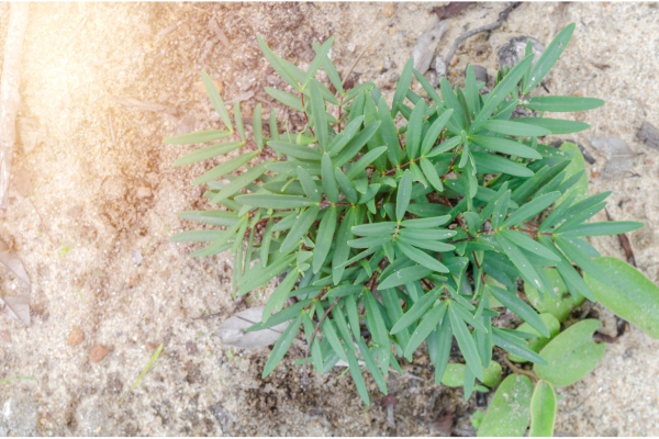 Tongkat Ali root for prostate and testosterone support